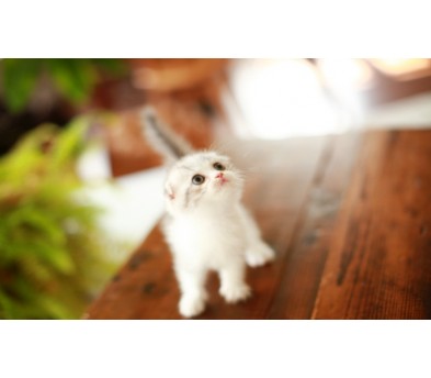 폴드 입양합니다