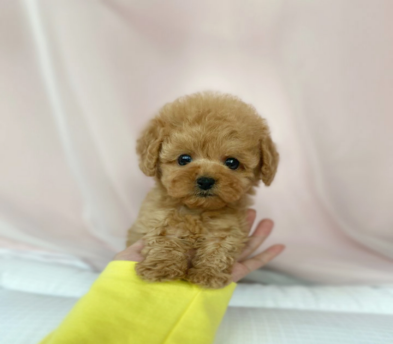 토이푸들 분양합니다