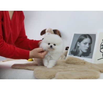 포메라니안 분양합니다