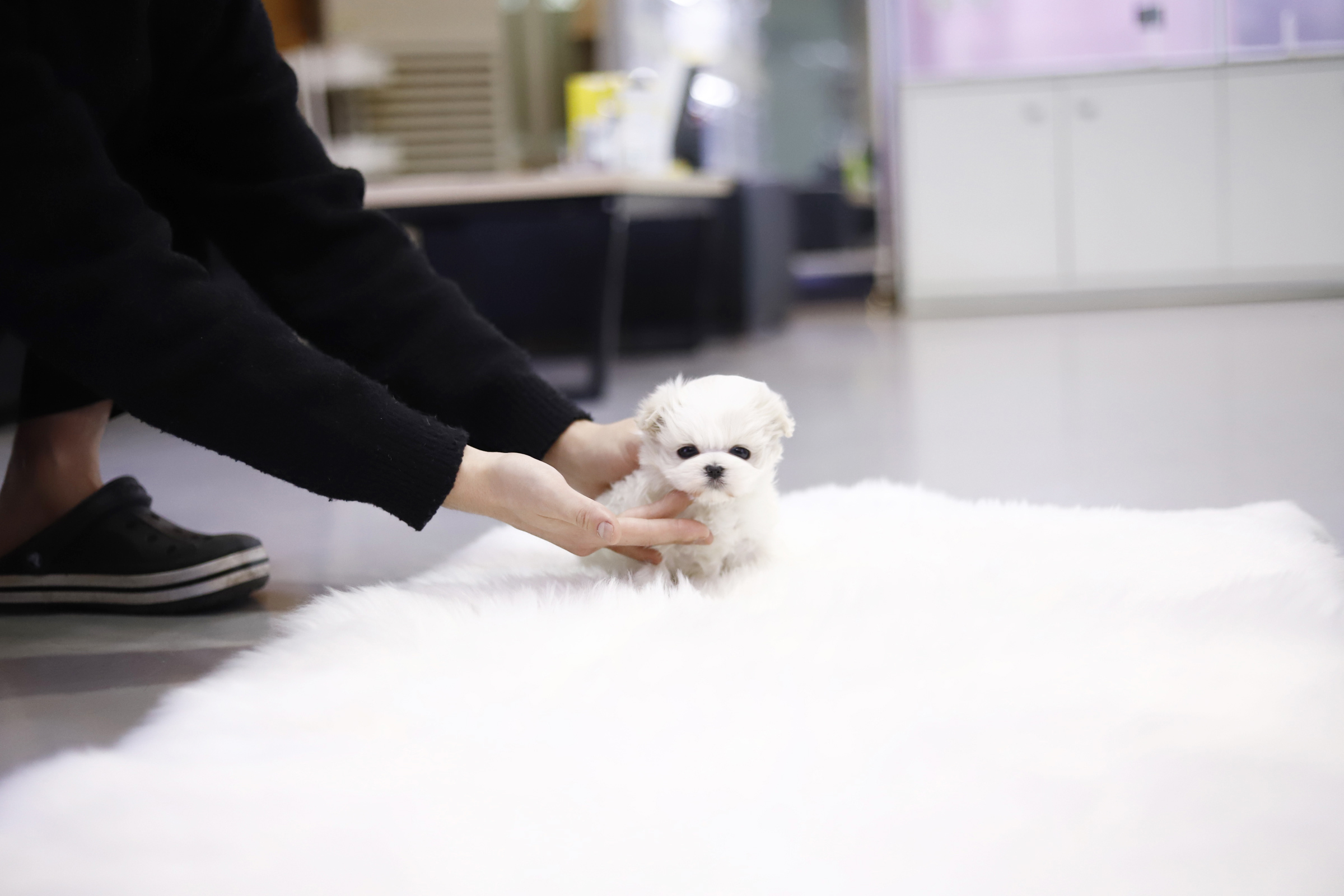 말티즈 분양합니다