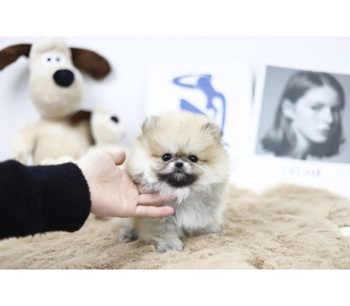 포메라니안 분양합니다