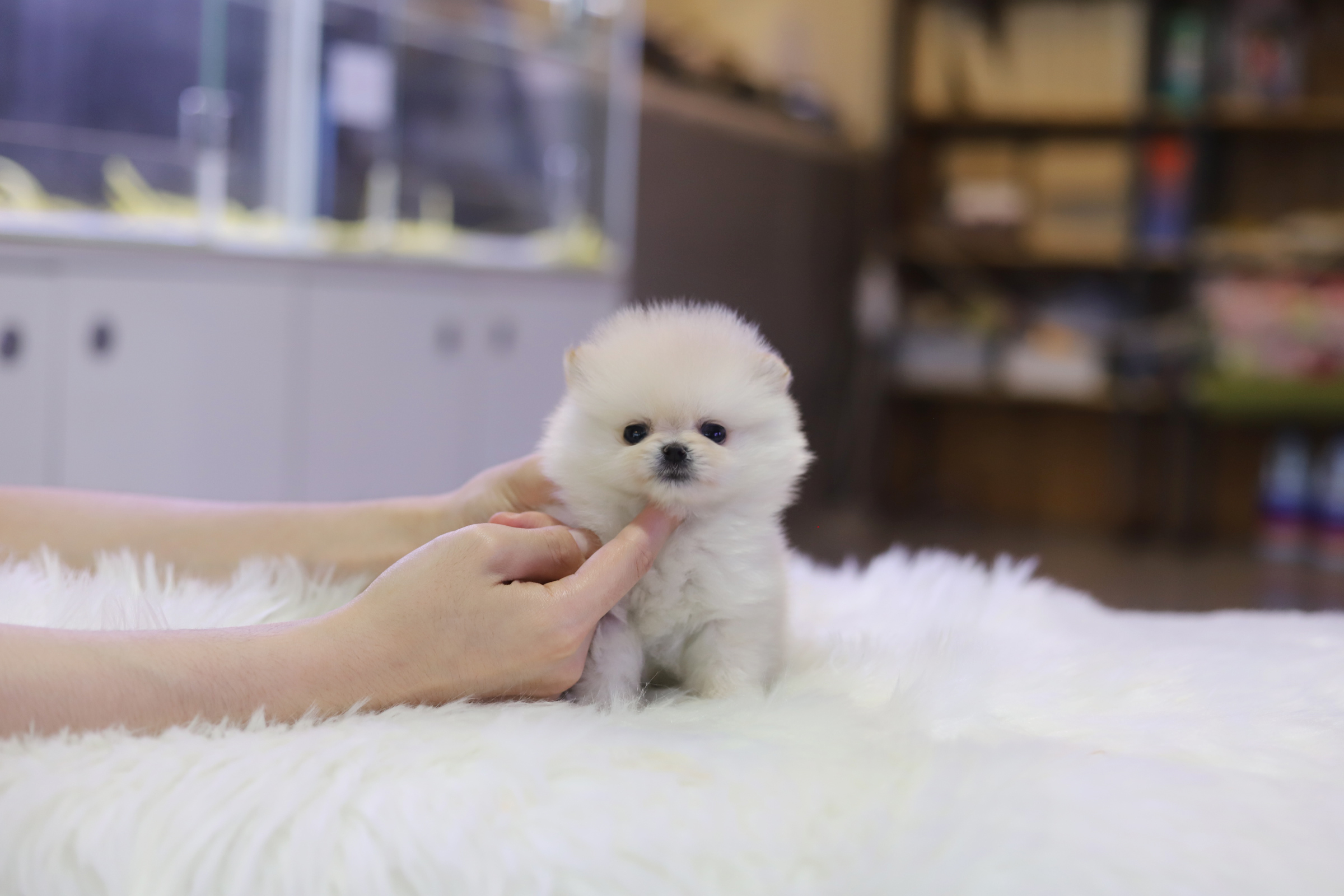 포메라니안 분양합니다