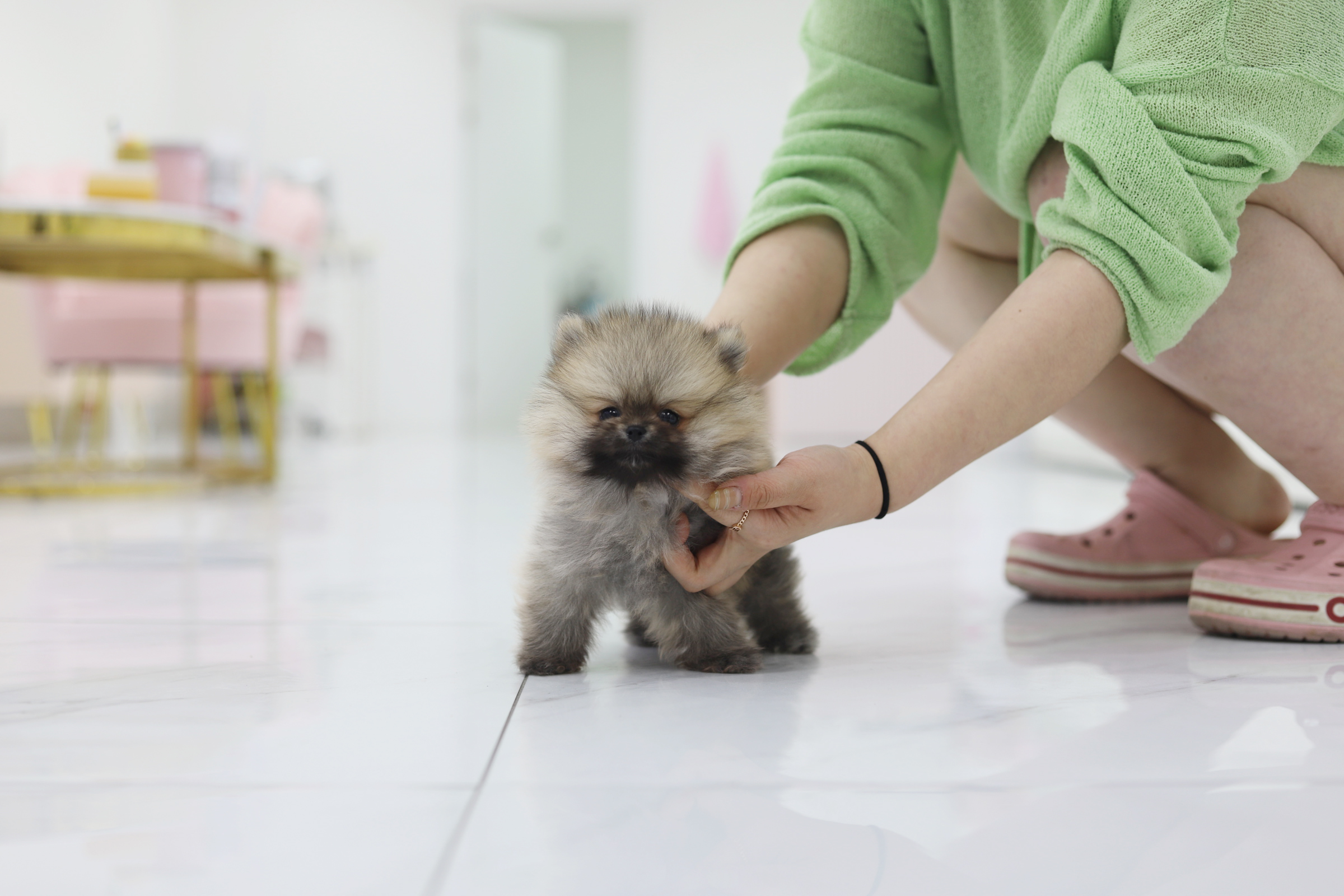 포메라니안 분양합니다